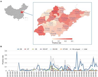 Surveillance of avian influenza viruses in live bird markets of Shandong province from 2013 to 2019